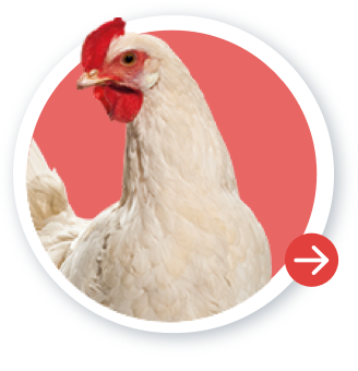 Sanfer | Salud Animal | Aves