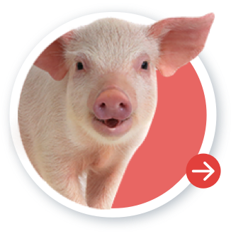 Sanfer | Salud Animal | Porcinos